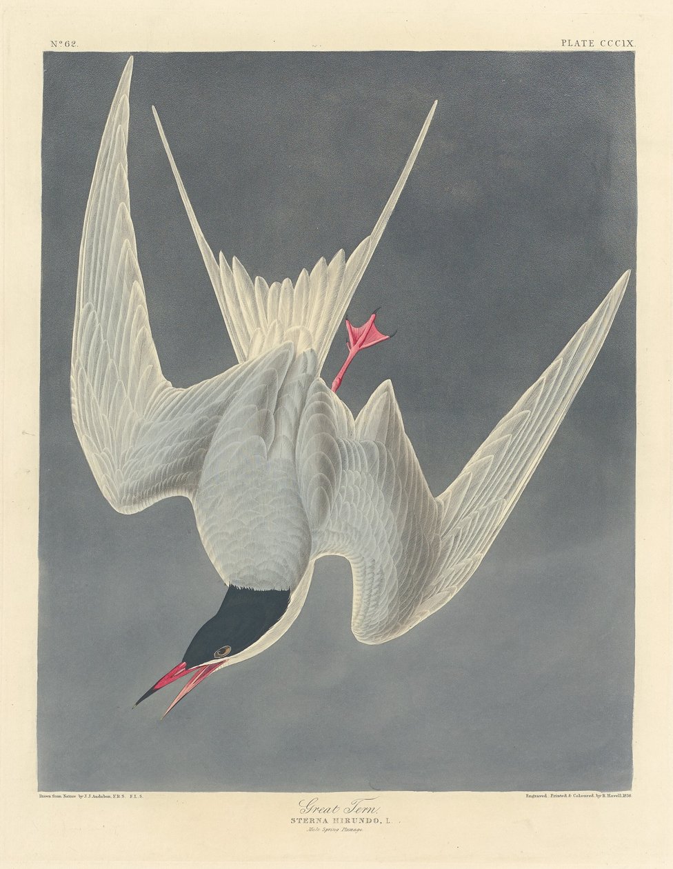 Stor tärna av Robert Havell after John James Audubon