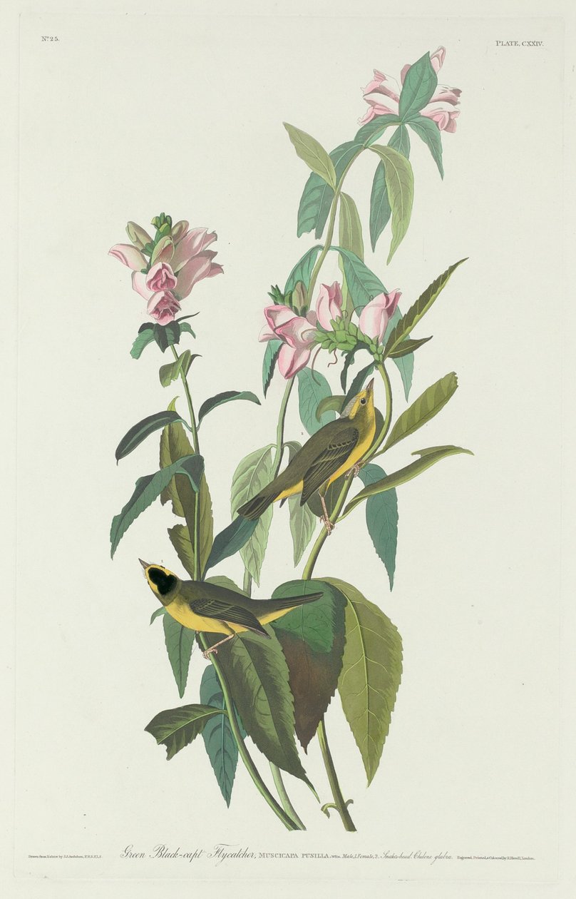 Grön svart-Capt flugsnappare av Robert Havell after John James Audubon