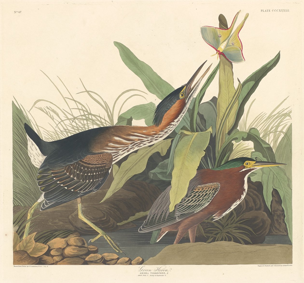 Grön häger av Robert Havell after John James Audubon