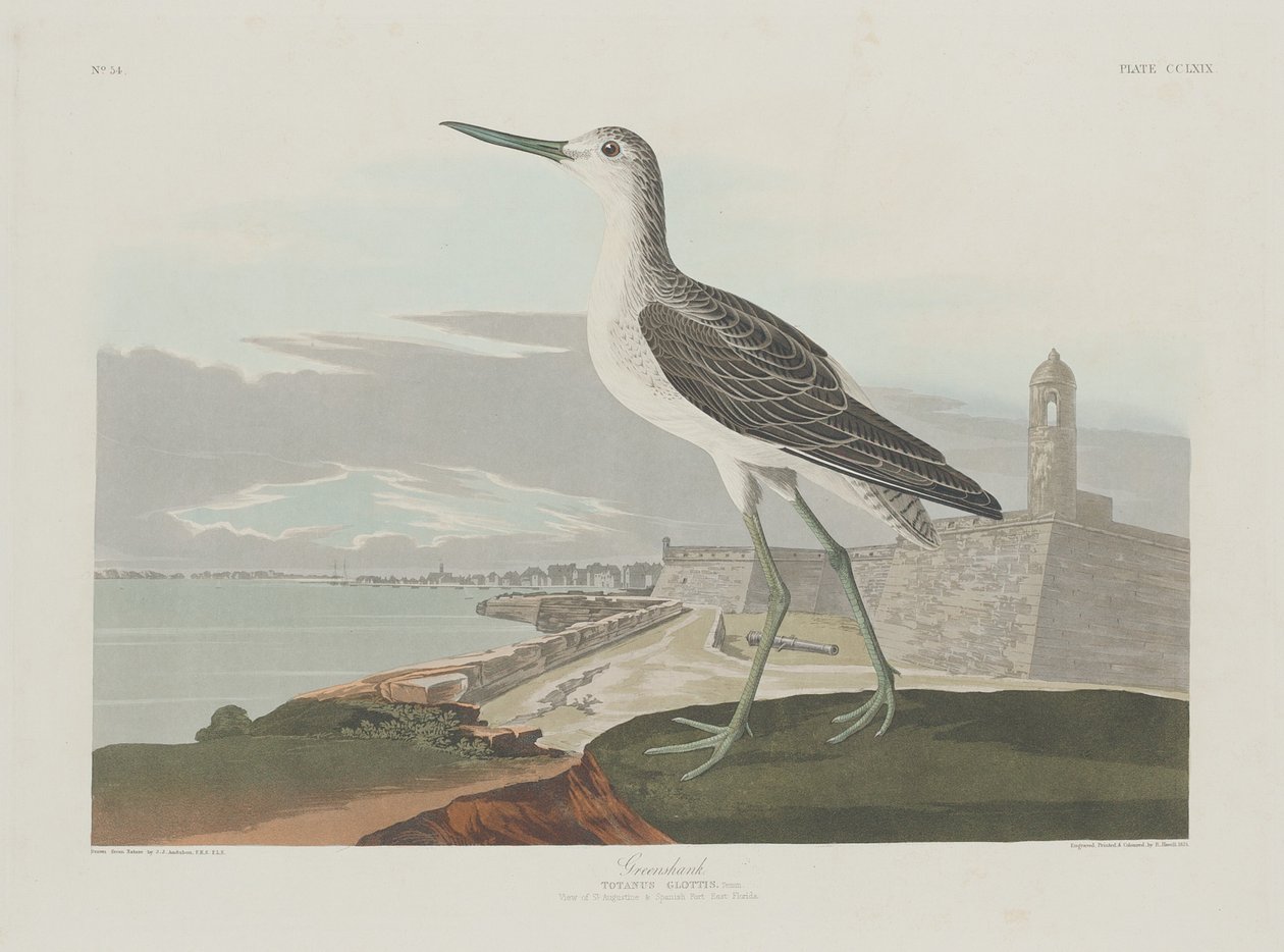 Greenshank av Robert Havell after John James Audubon
