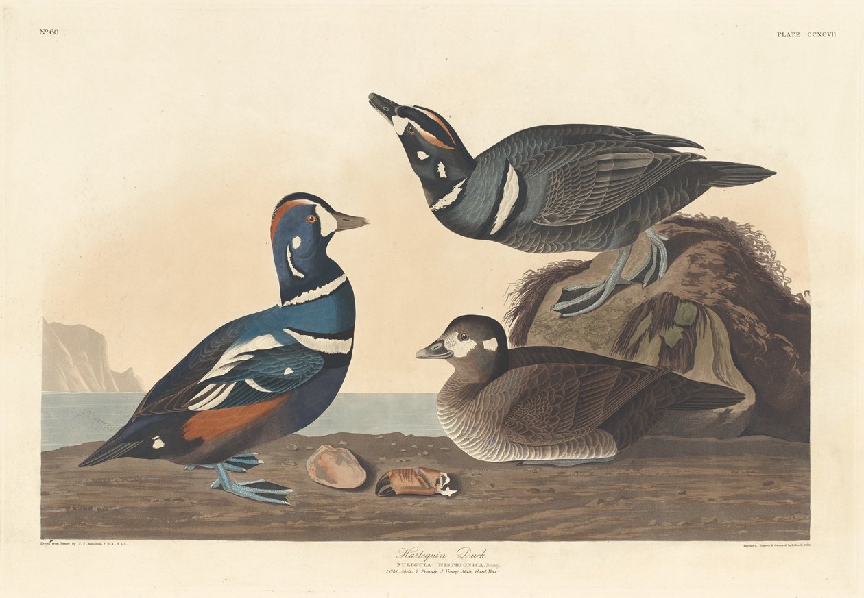 Harlekinanka av Robert Havell after John James Audubon
