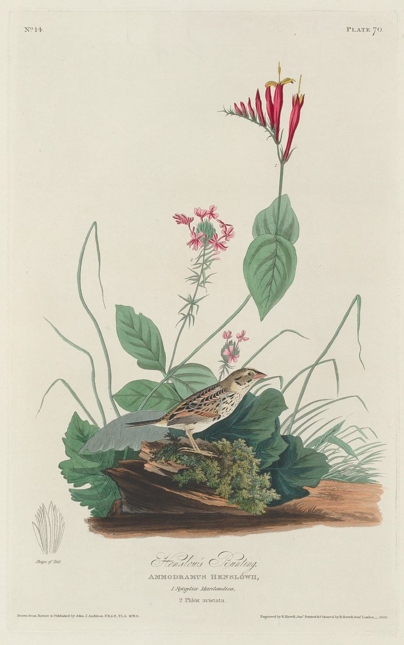 Henslows Bunting av Robert Havell after John James Audubon