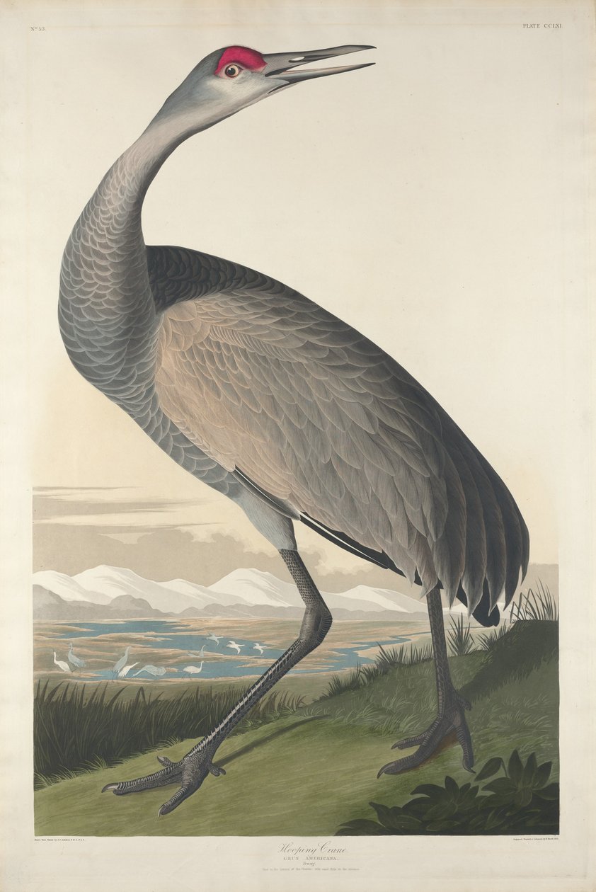 Hooping Crane av Robert Havell after John James Audubon