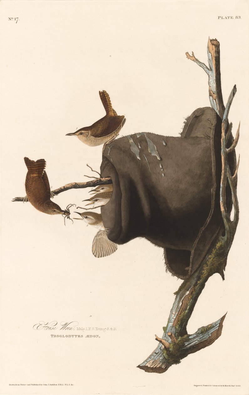 House Wren av Robert Havell after John James Audubon