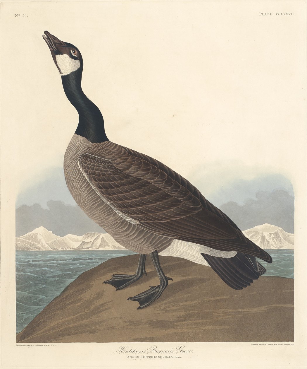 Hutchins havstulpan av Robert Havell after John James Audubon