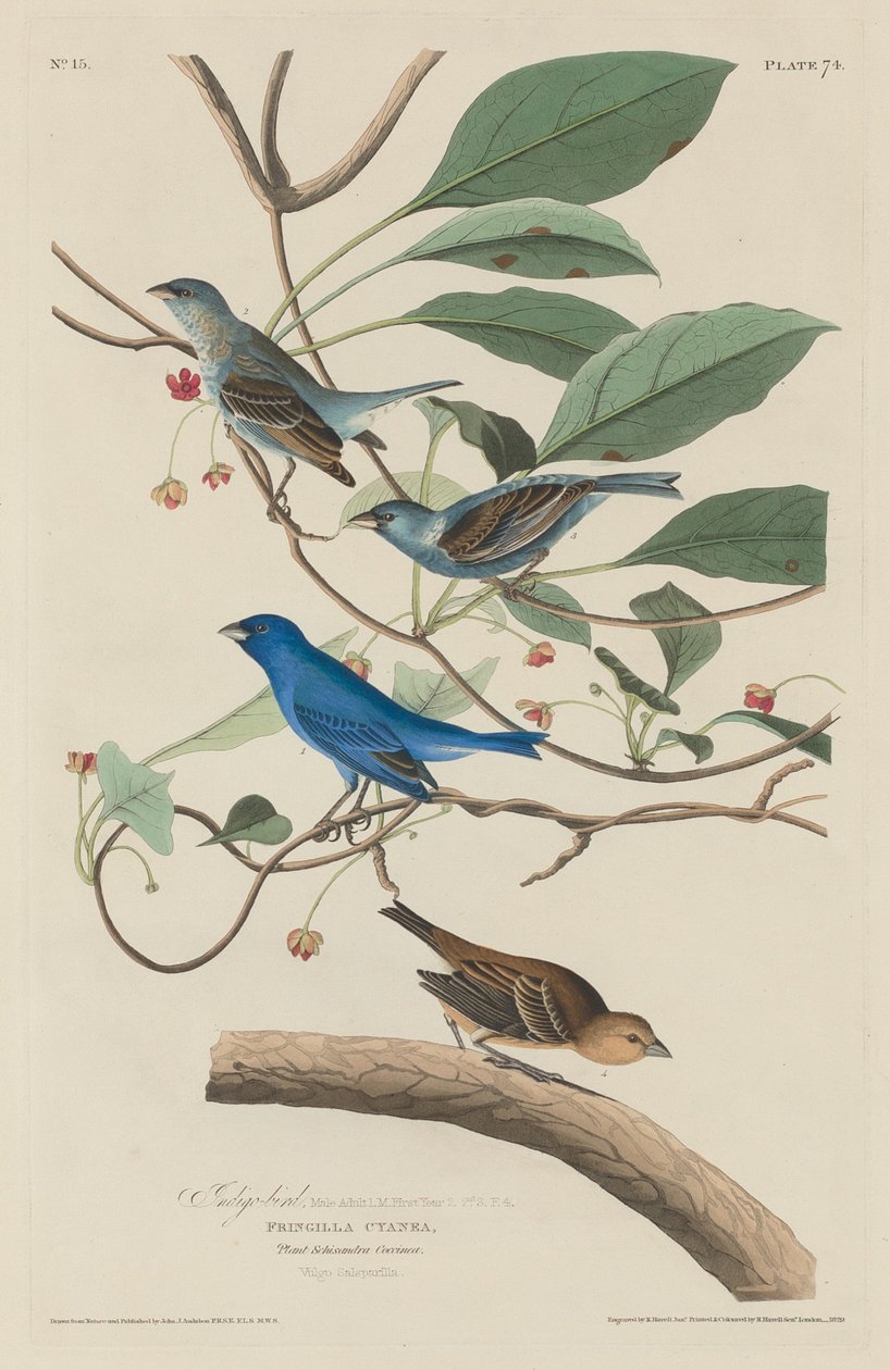 Indigo fågel av Robert Havell after John James Audubon