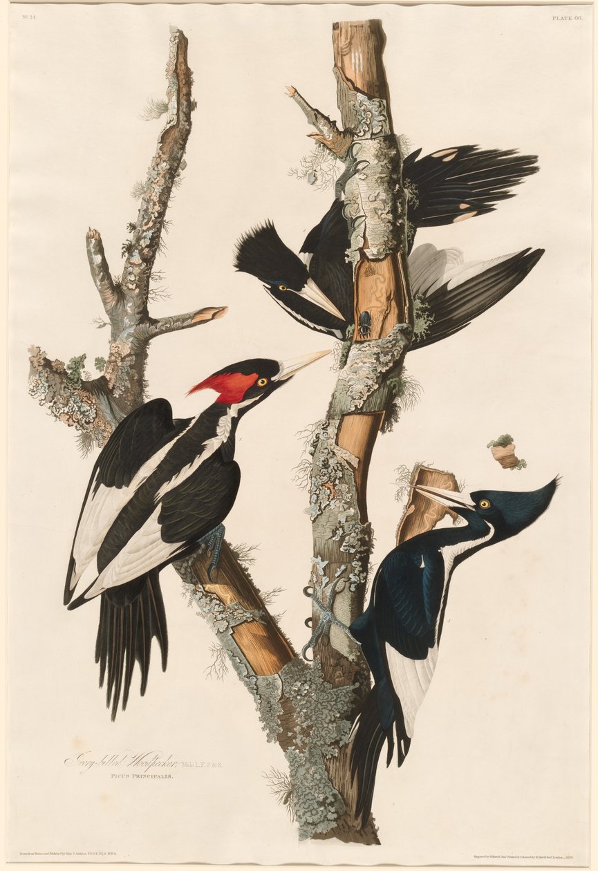 Elfenbensnäbbad hackspett av Robert Havell after John James Audubon