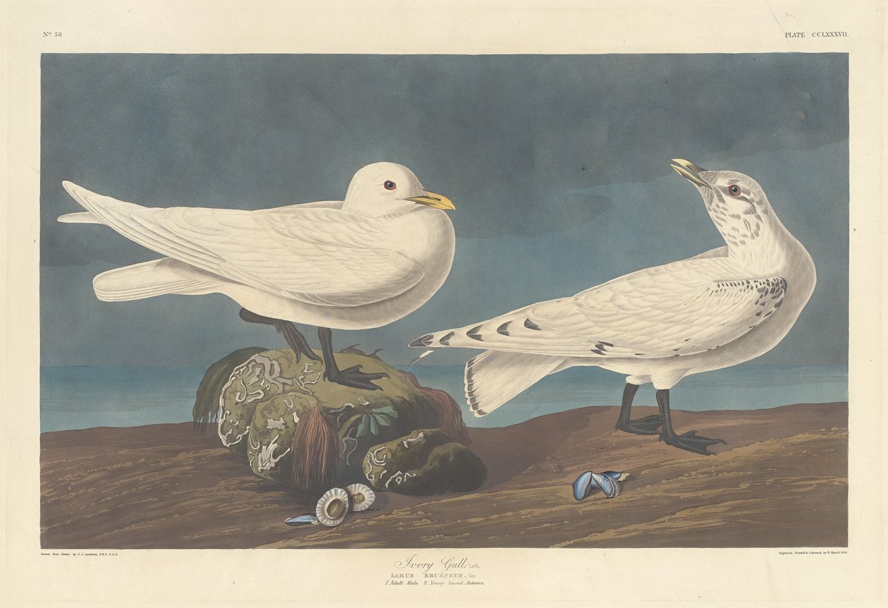 Elfenbensmås av Robert Havell after John James Audubon
