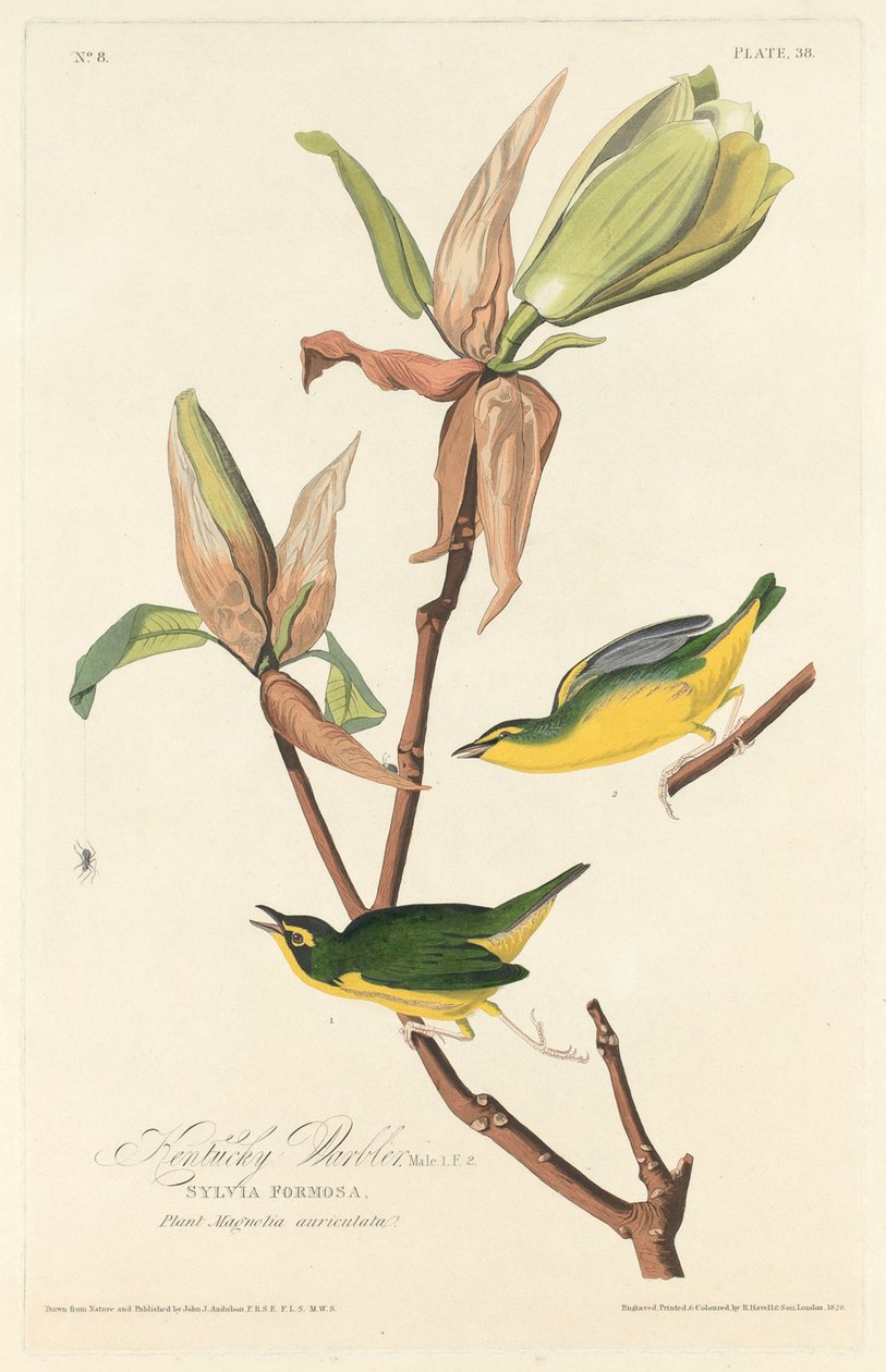 Kentucky sångare av Robert Havell after John James Audubon