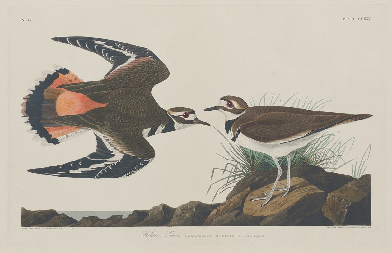 Kildeer Plover av Robert Havell after John James Audubon