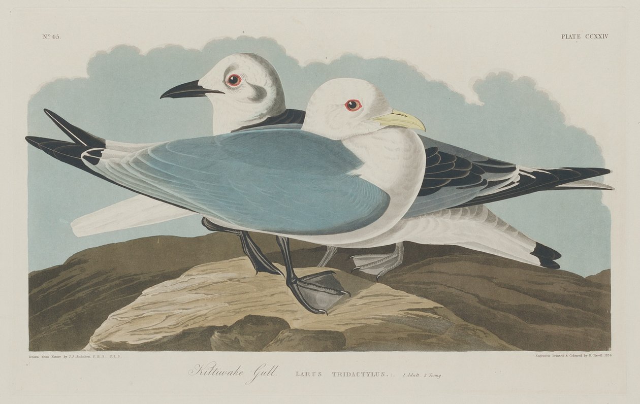 Kittiwake guld av Robert Havell after John James Audubon