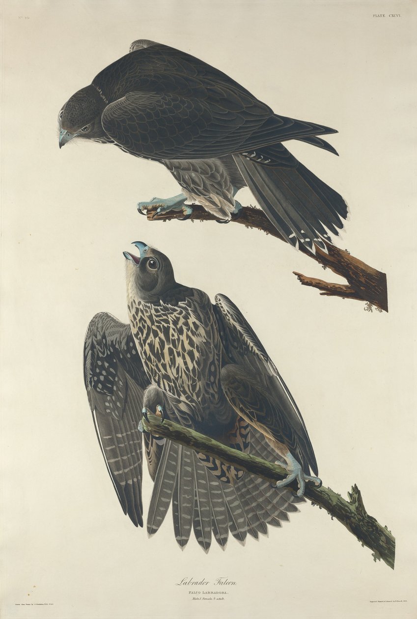 Labrador Falcon av Robert Havell after John James Audubon