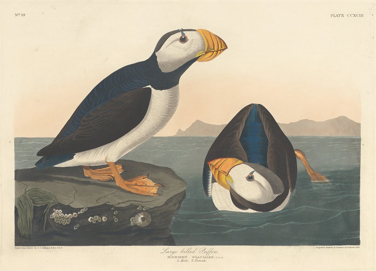 Stornäbbad lunnefågel av Robert Havell after John James Audubon