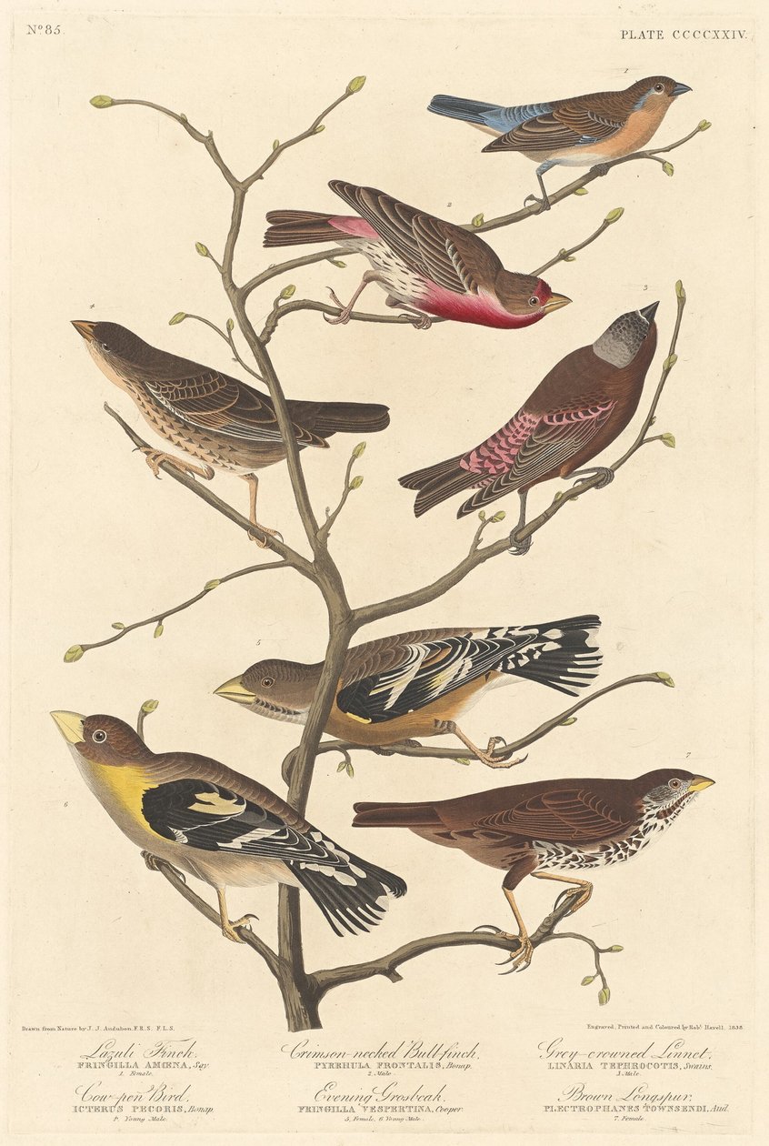 Lazuli Finch av Robert Havell after John James Audubon