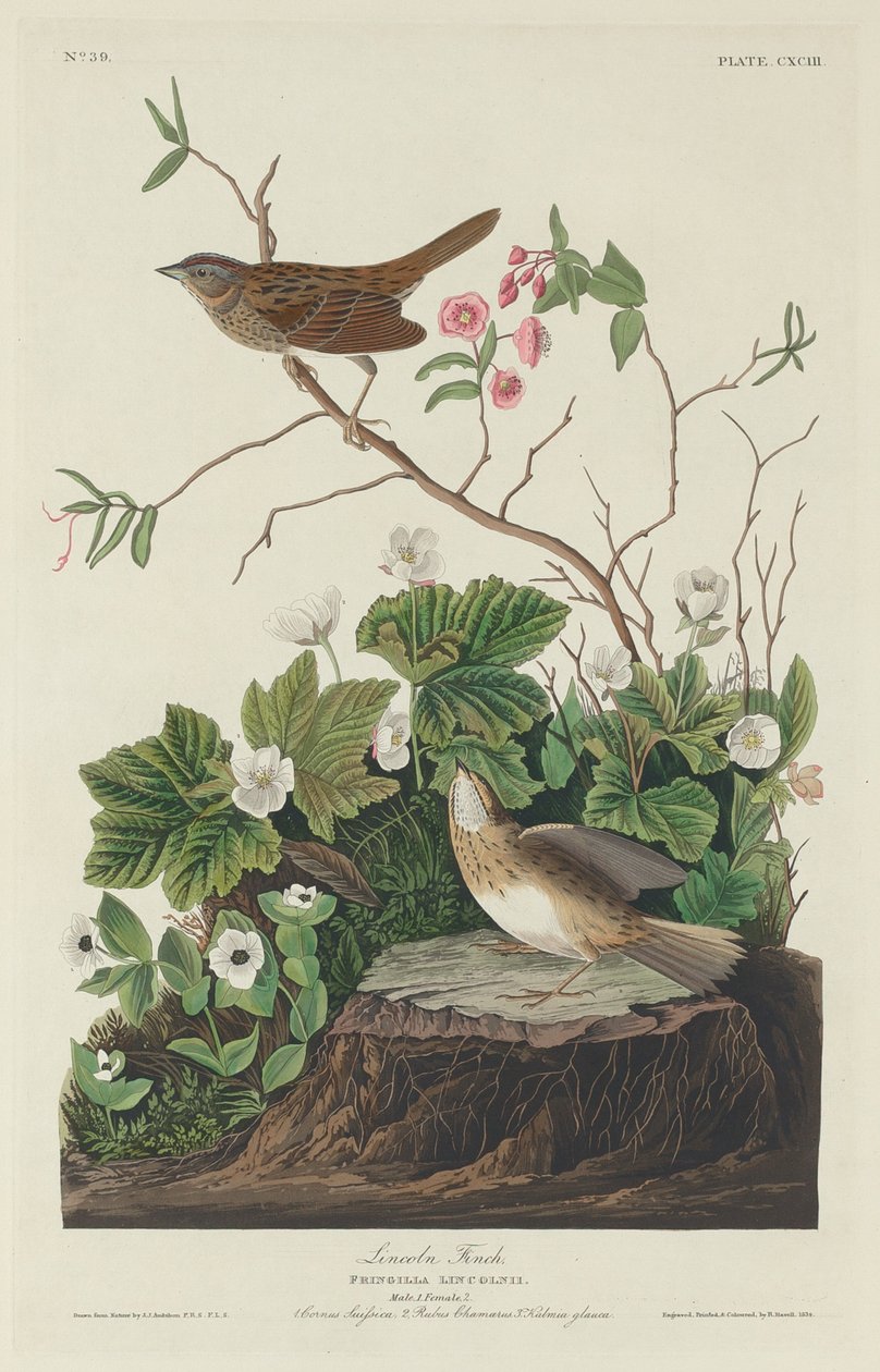 Lincoln Finch av Robert Havell after John James Audubon