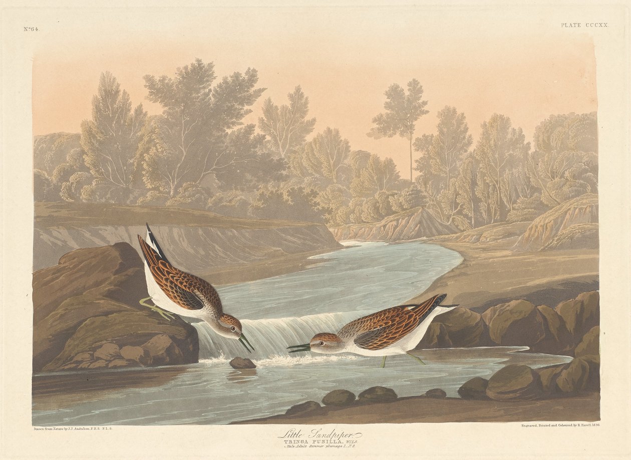 Lilla sandsnäppa av Robert Havell after John James Audubon