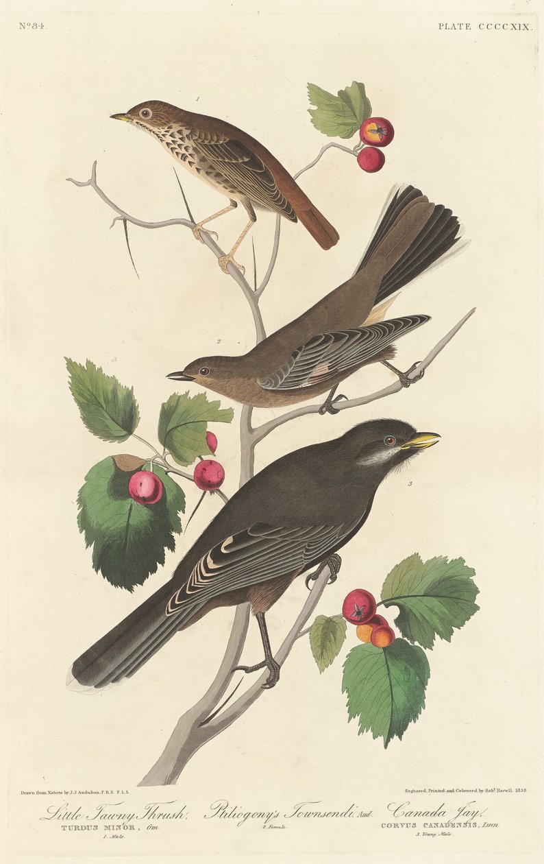Lilla Tawny Thrush av Robert Havell after John James Audubon
