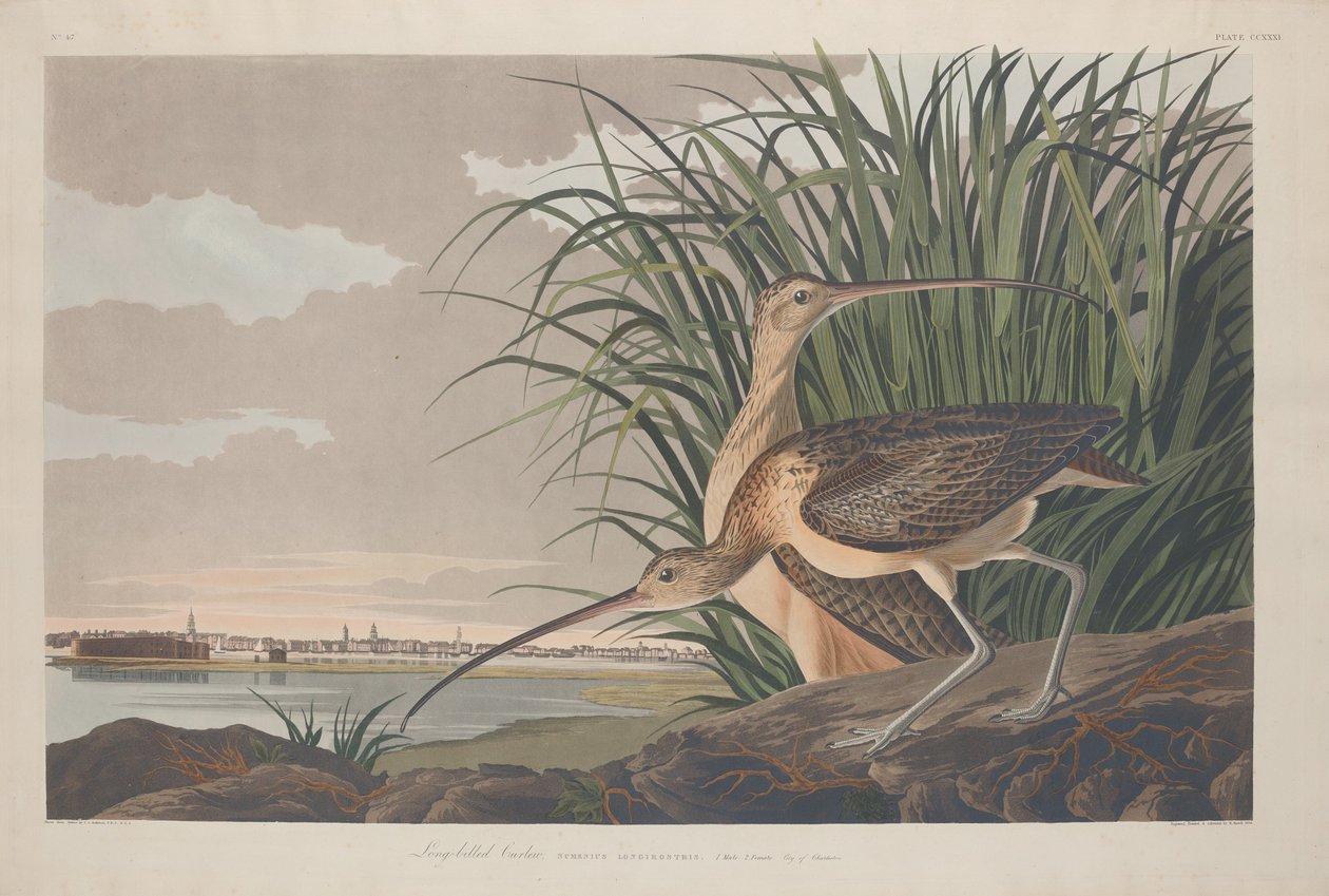 Långnäbbad curle av Robert Havell after John James Audubon