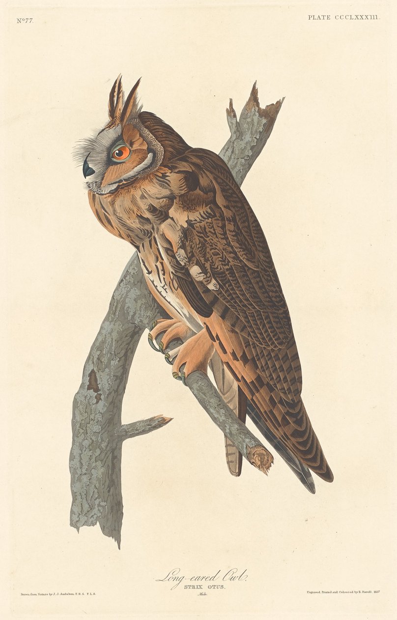 Långörad uggla av Robert Havell after John James Audubon