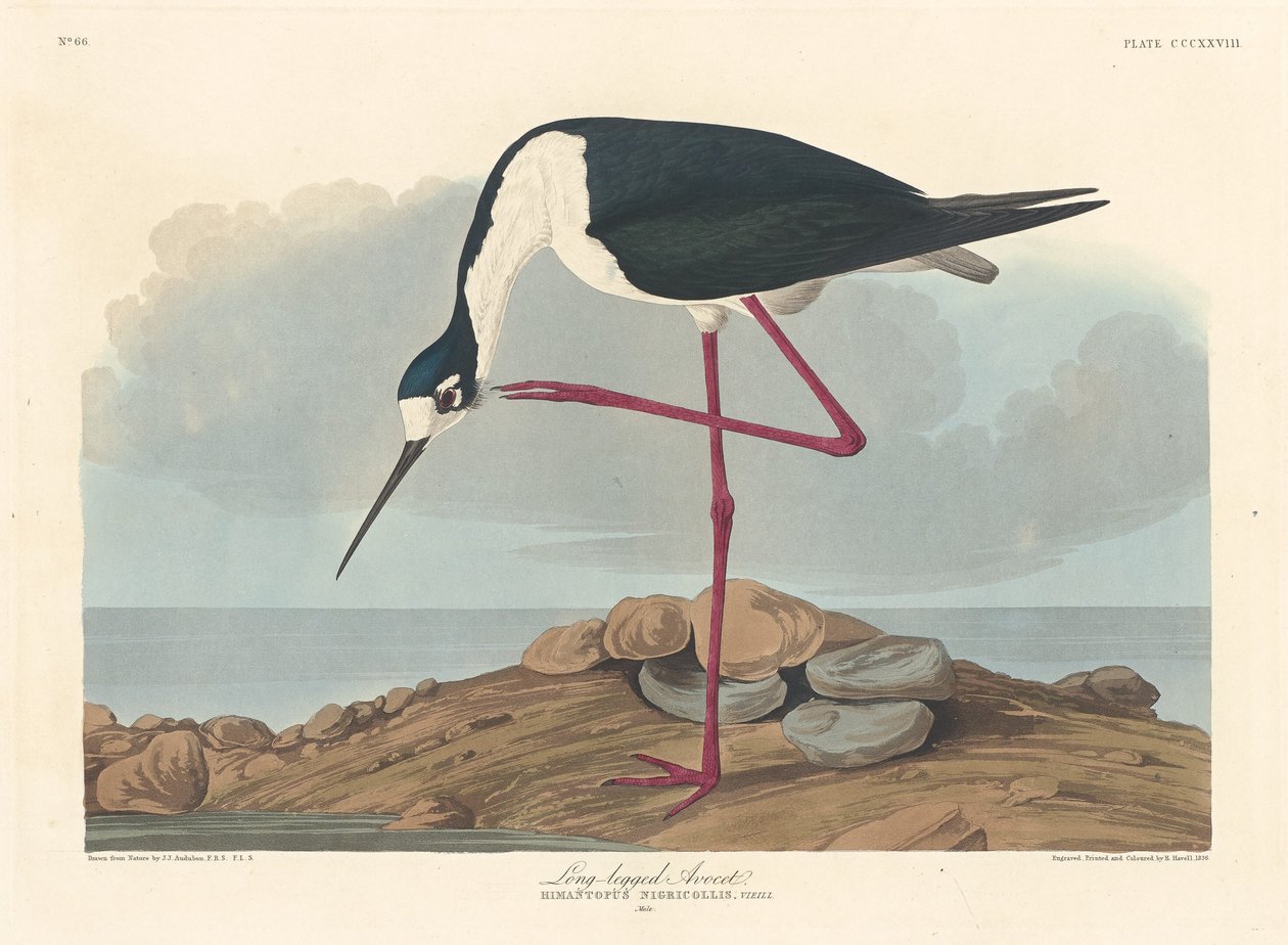 Långbent Avocet av Robert Havell after John James Audubon