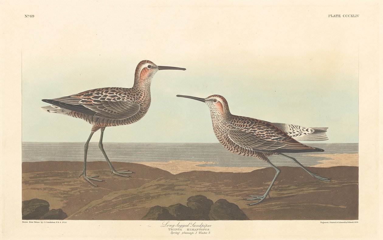 Långbent sandsnäppa av Robert Havell after John James Audubon
