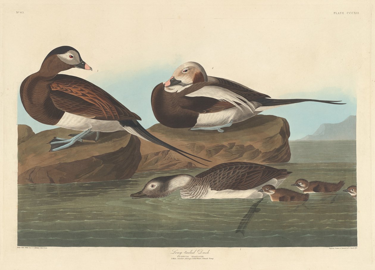 Långsvansand av Robert Havell after John James Audubon