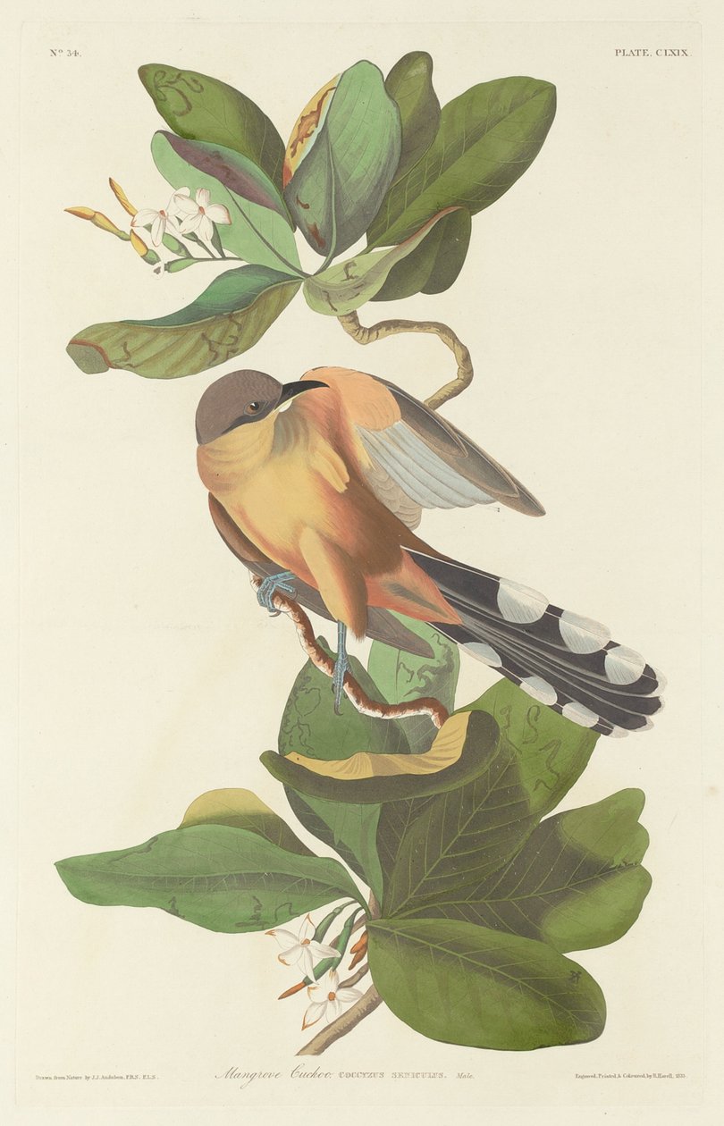 Mangrovegöken av Robert Havell after John James Audubon