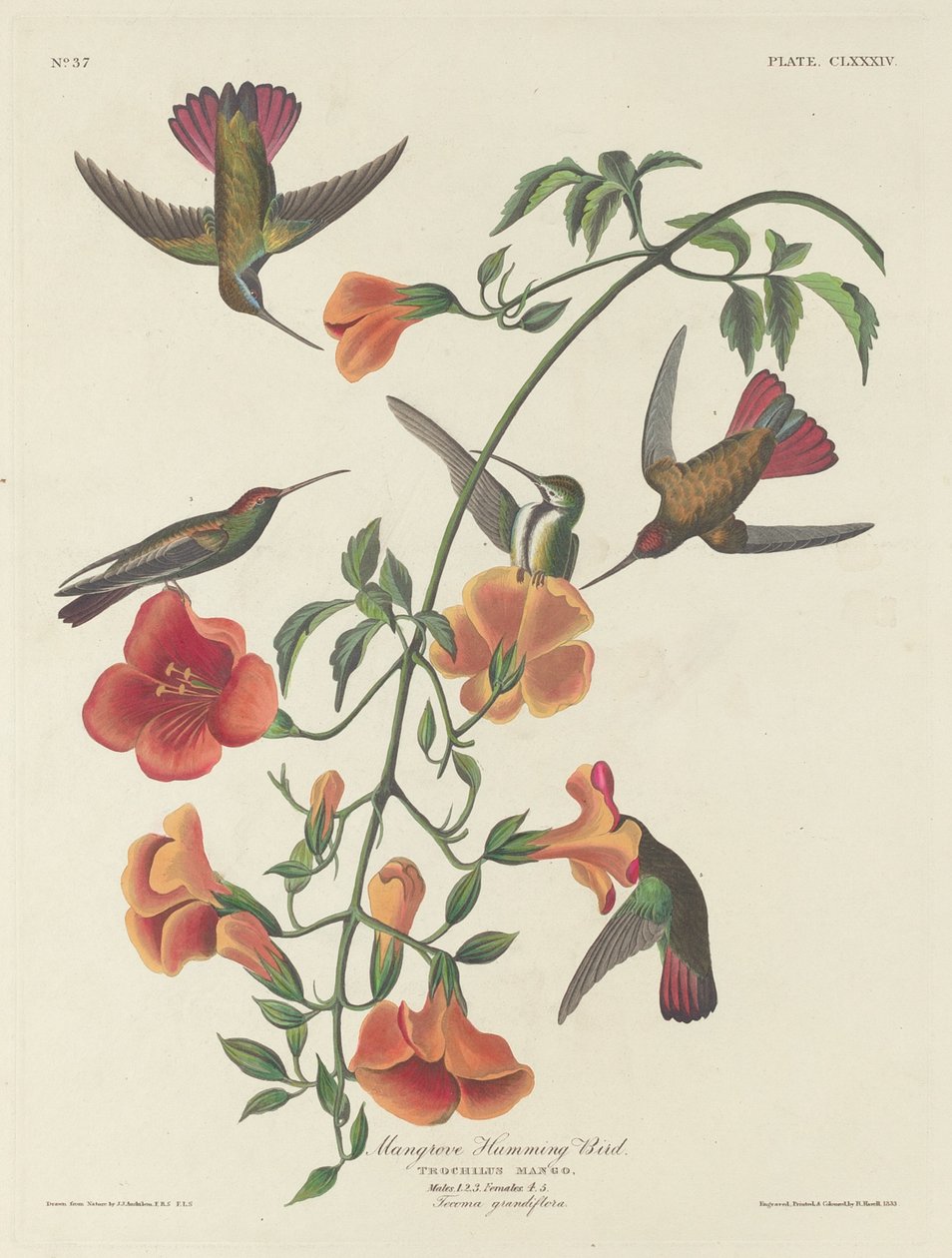 Mangrove Hummingbird av Robert Havell after John James Audubon