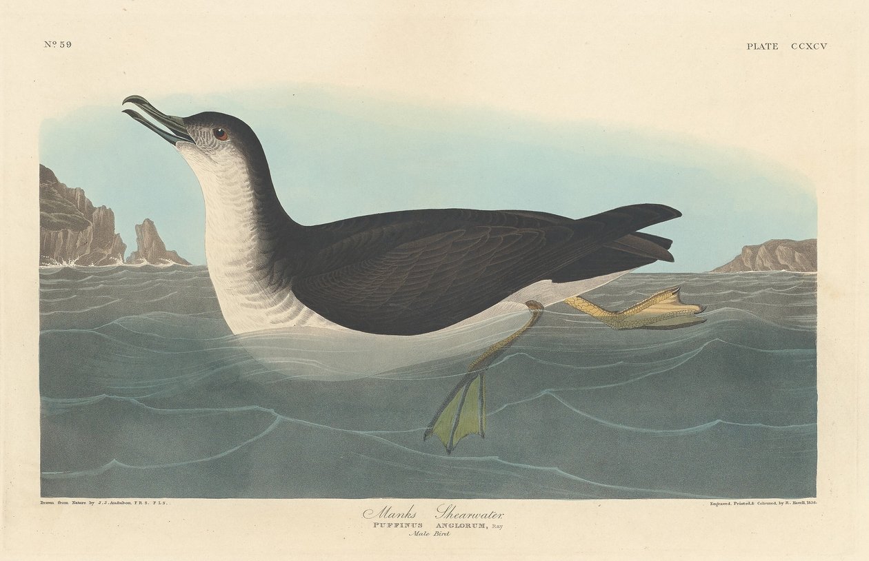 Manks Shearwater av Robert Havell after John James Audubon