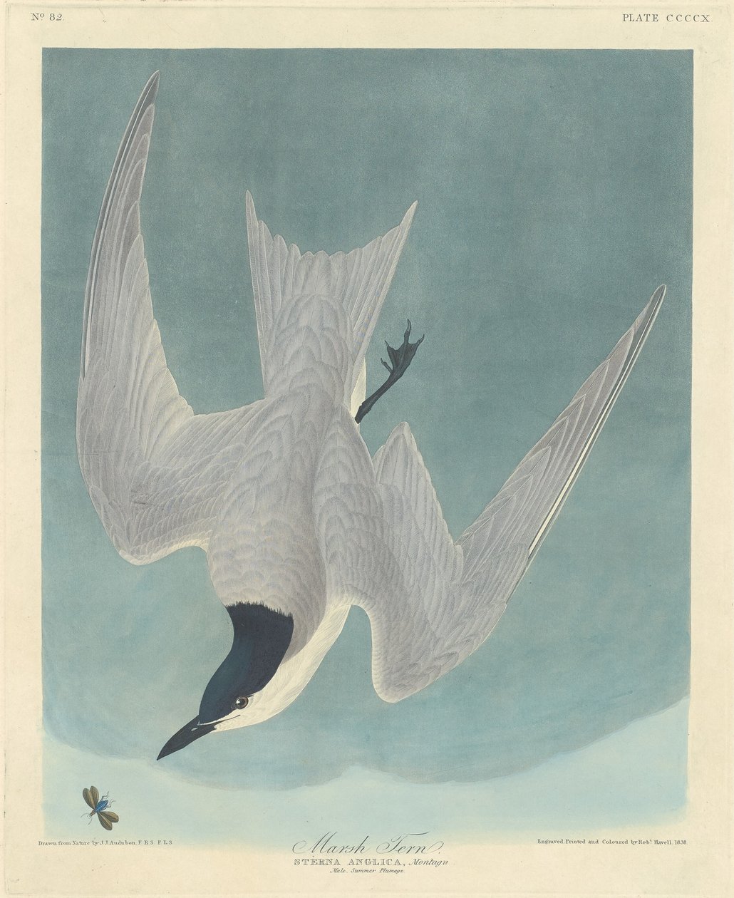 Marsktärna av Robert Havell after John James Audubon