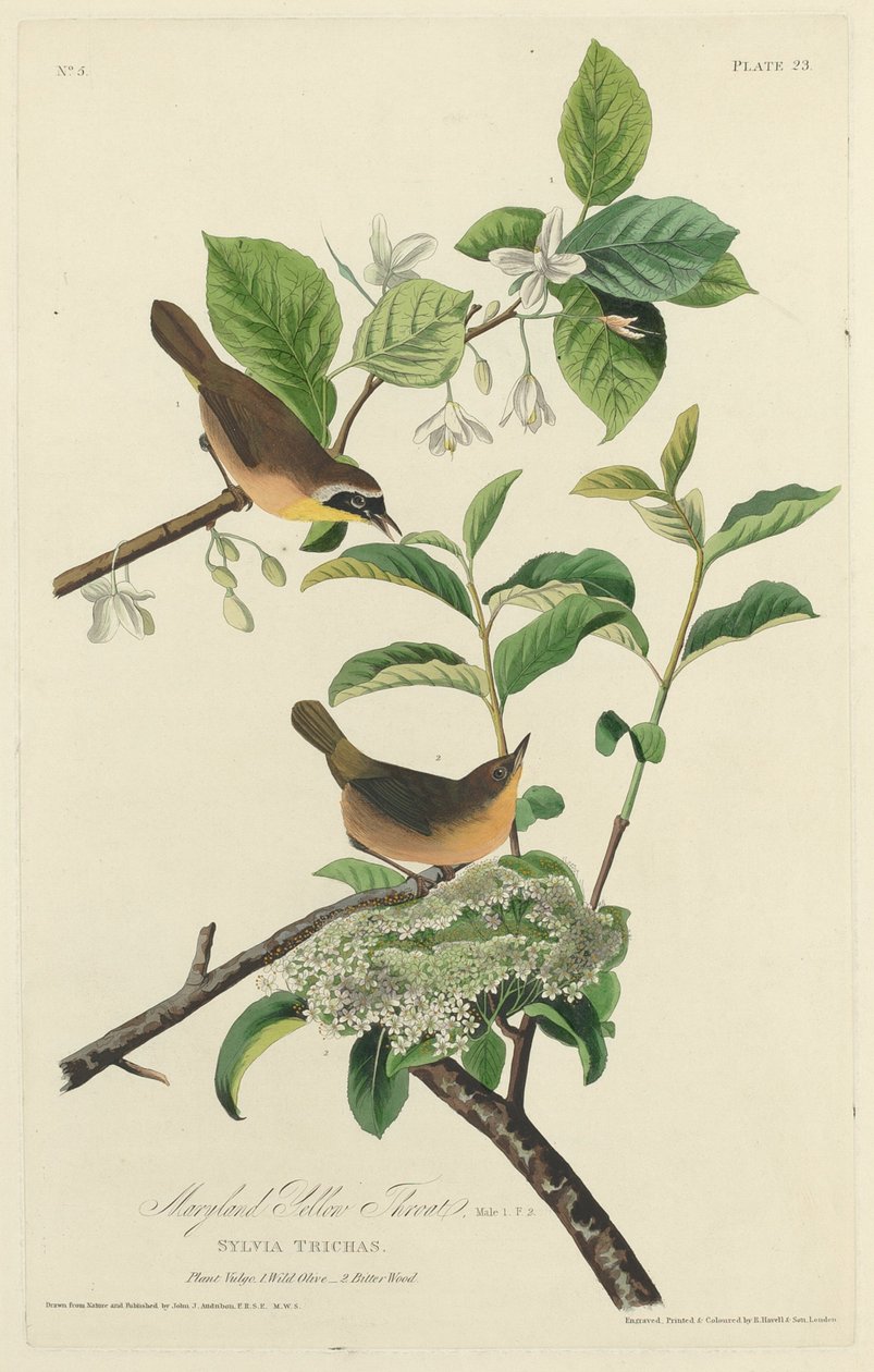 Maryland Yellow Throat av Robert Havell after John James Audubon