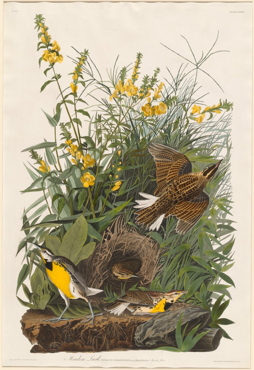 Ängslärka av Robert Havell after John James Audubon