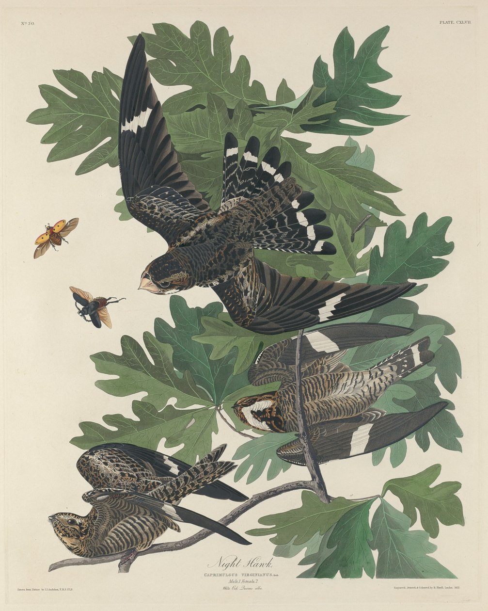 Night Hawk av Robert Havell after John James Audubon