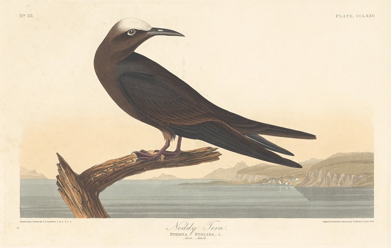 Noddy Tern av Robert Havell after John James Audubon