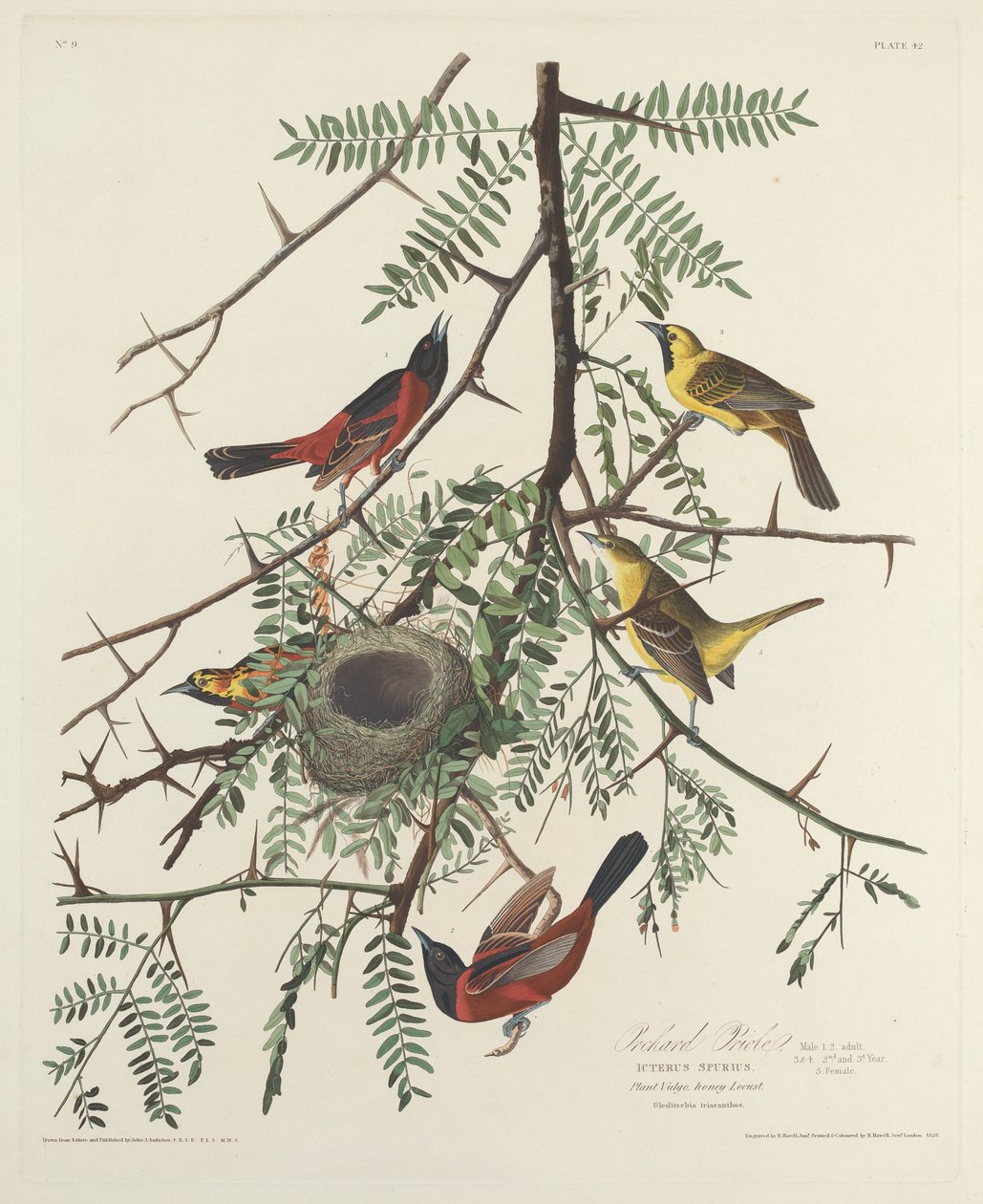 Orchard Oriole av Robert Havell after John James Audubon