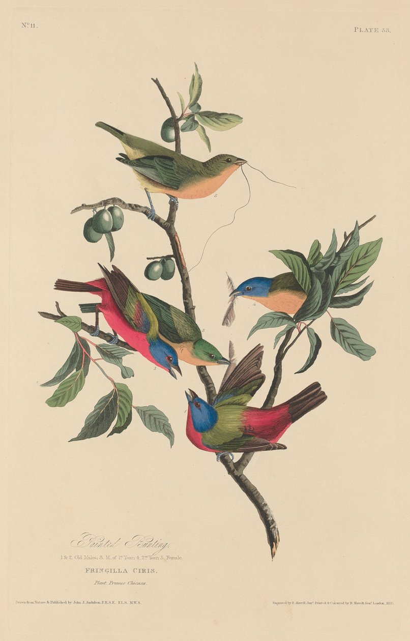 Målad Bunting av Robert Havell after John James Audubon