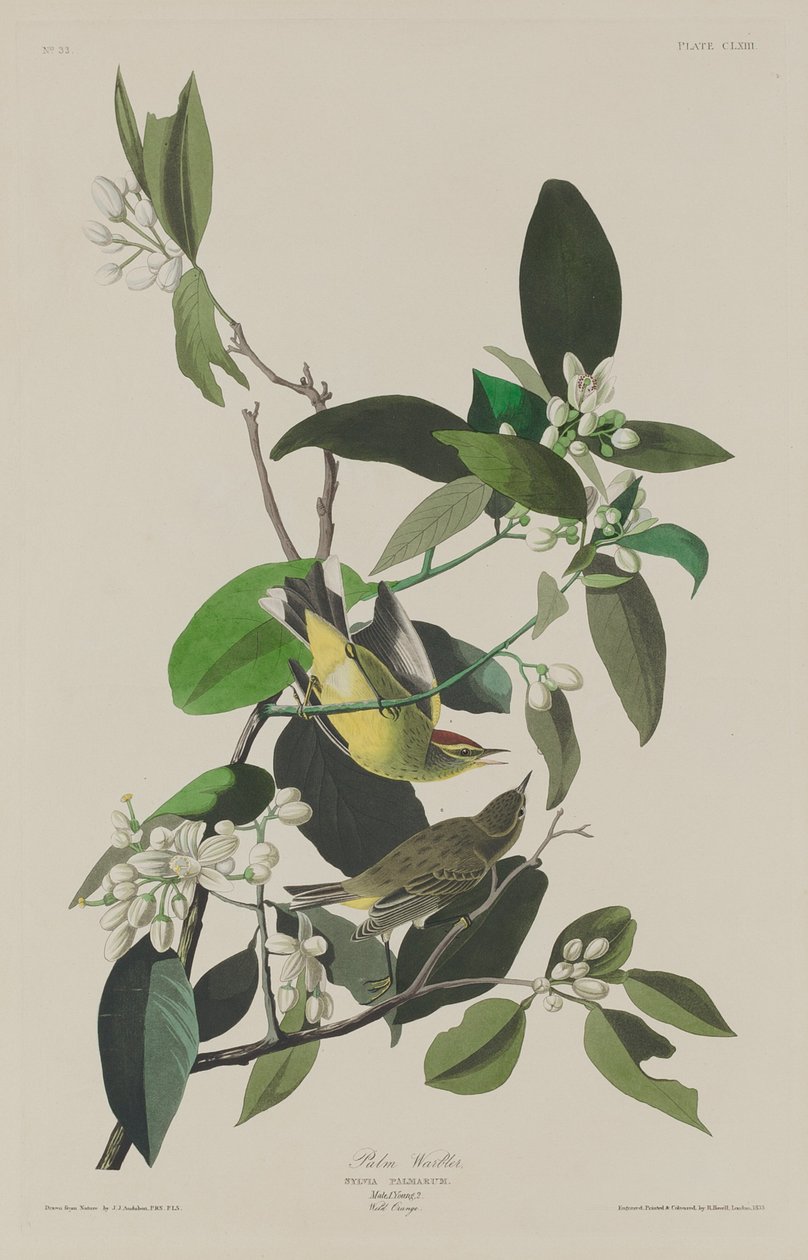 Palmsångare av Robert Havell after John James Audubon
