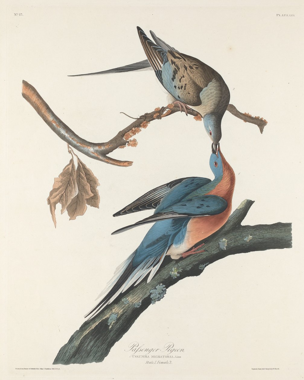 Passagerarduva av Robert Havell after John James Audubon