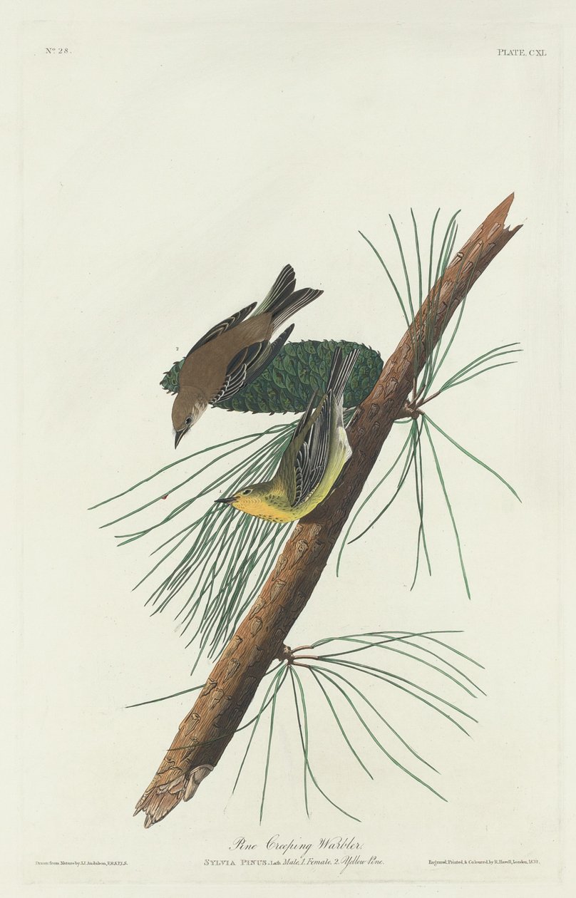 Tall Krypsångare av Robert Havell after John James Audubon