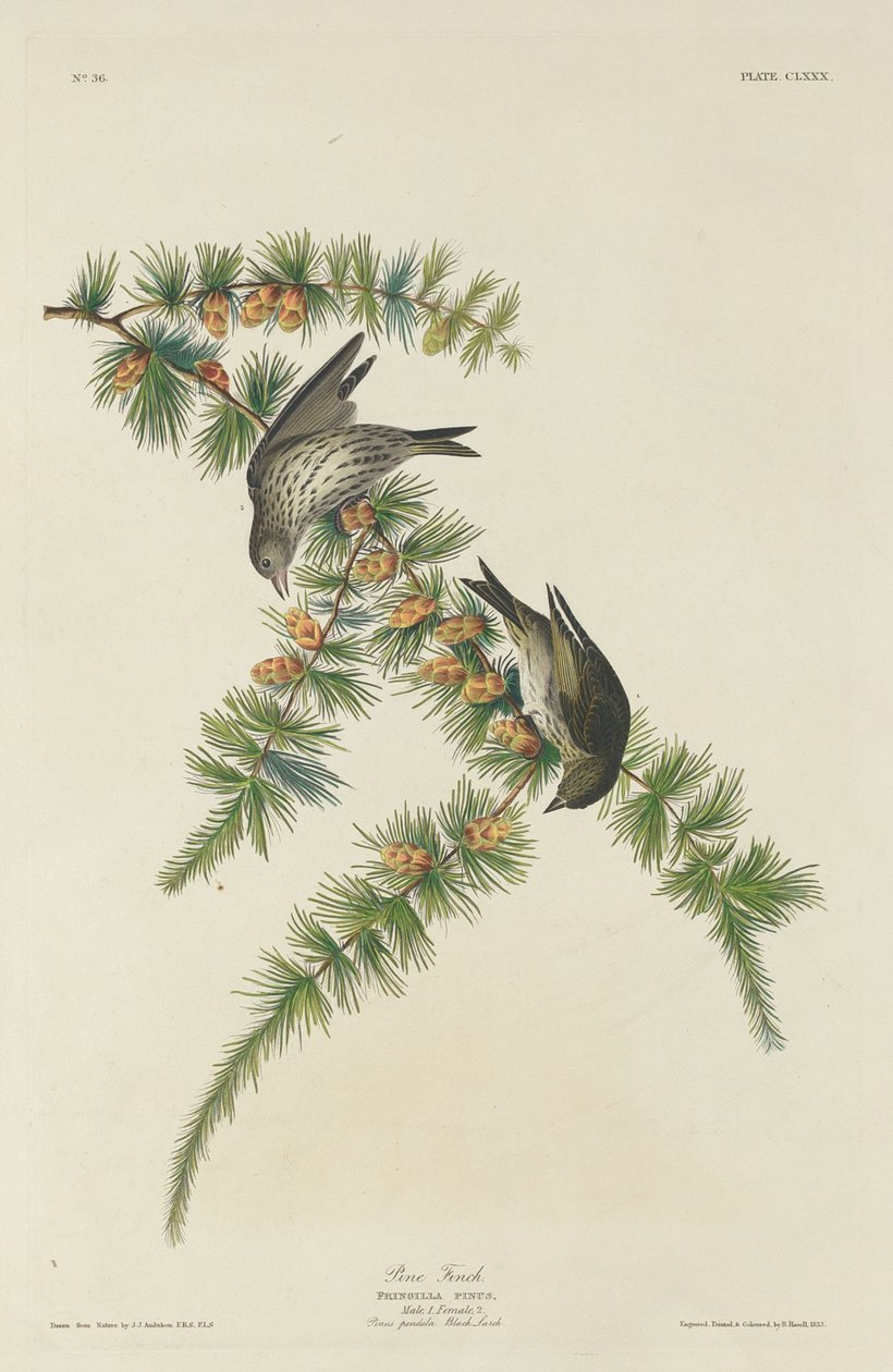 Pine Finch av Robert Havell after John James Audubon