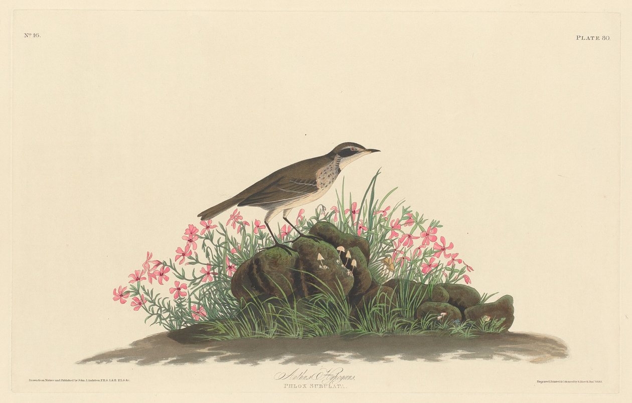 Prairie Titlark av Robert Havell after John James Audubon