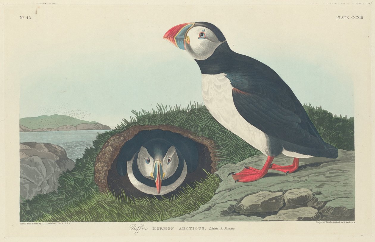 Lunnefågel av Robert Havell after John James Audubon