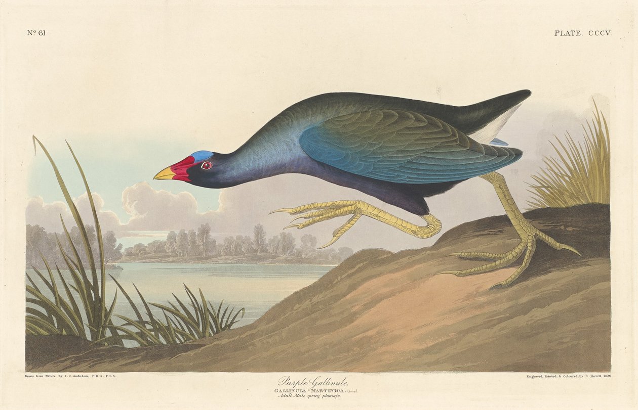 Lila Gallinule av Robert Havell after John James Audubon