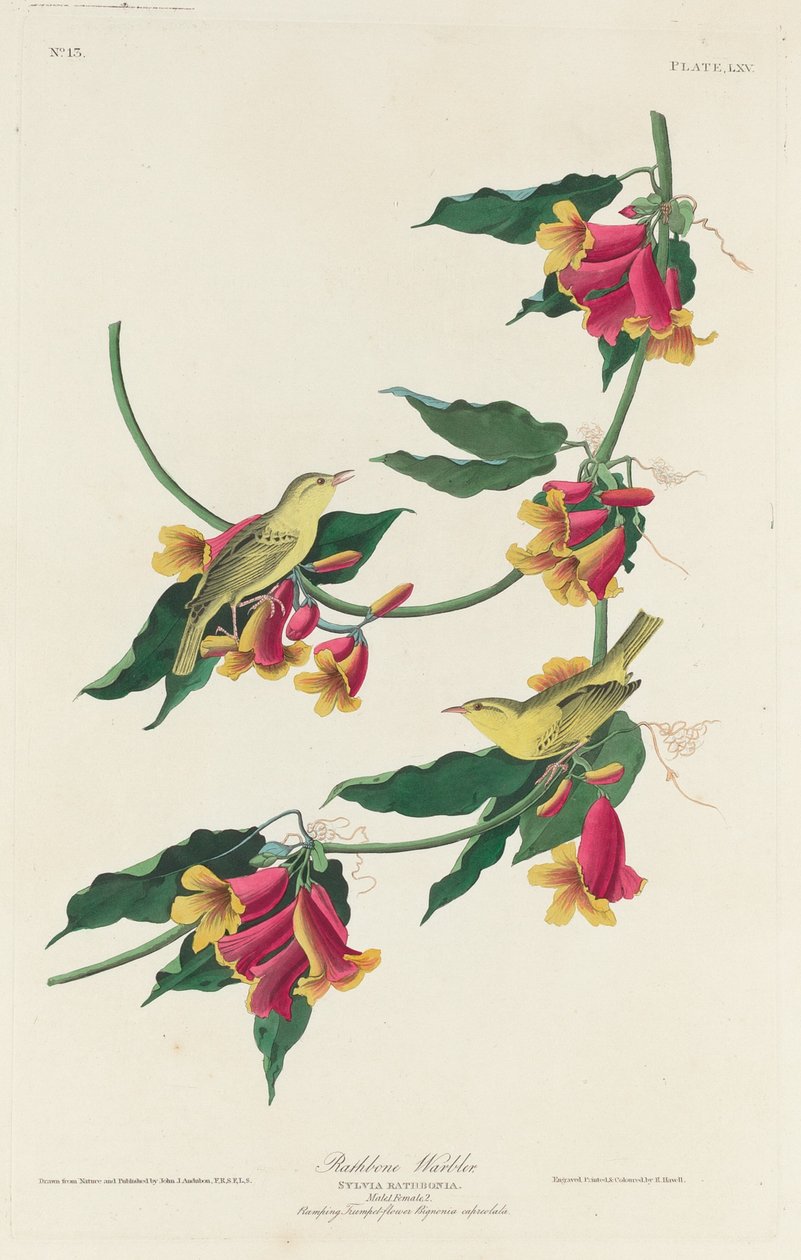 Rathbone sångare av Robert Havell after John James Audubon