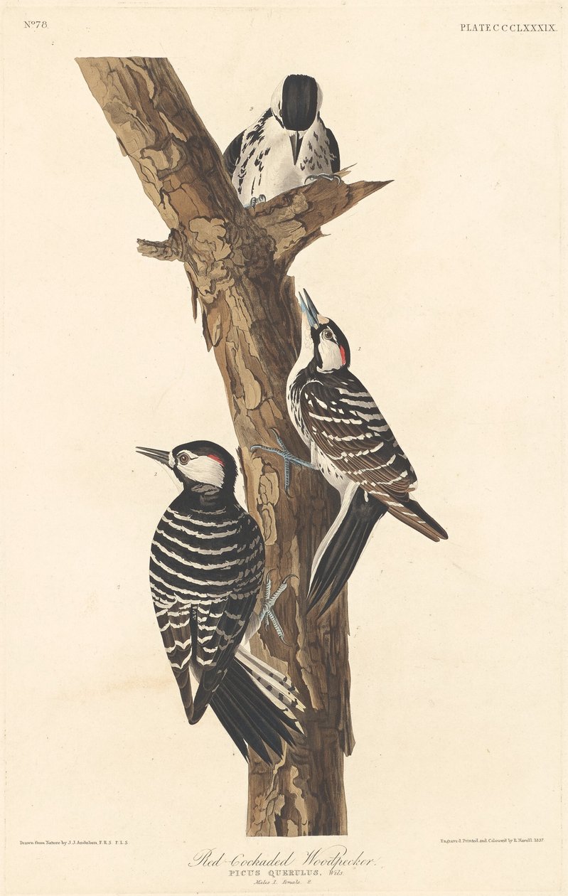 Röd-cockaded hackspett av Robert Havell after John James Audubon