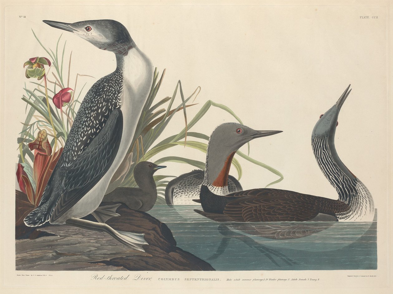 Rödstrupig dykare av Robert Havell after John James Audubon
