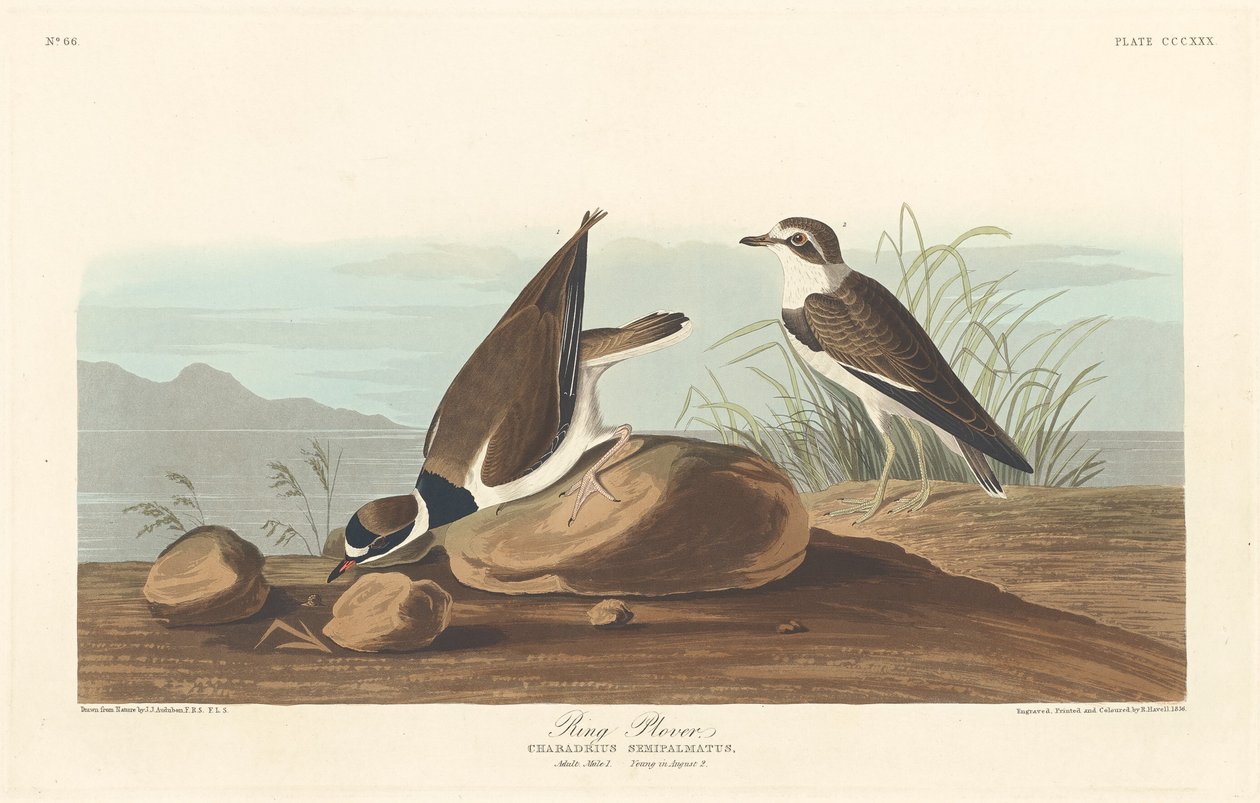Ring Plover av Robert Havell after John James Audubon