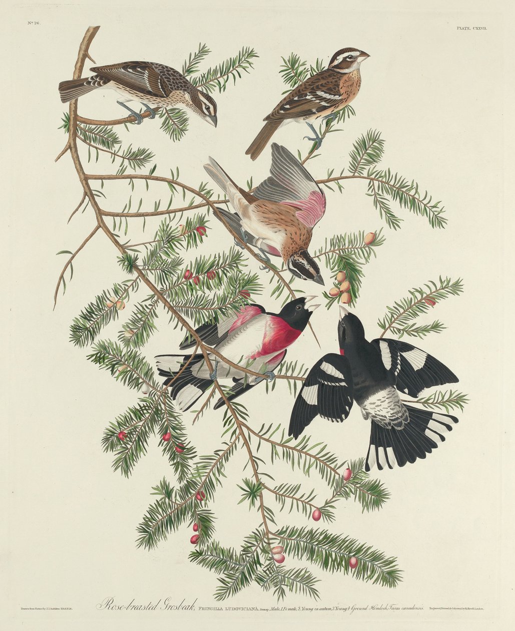 Rosenbröst Grosbeak av Robert Havell after John James Audubon