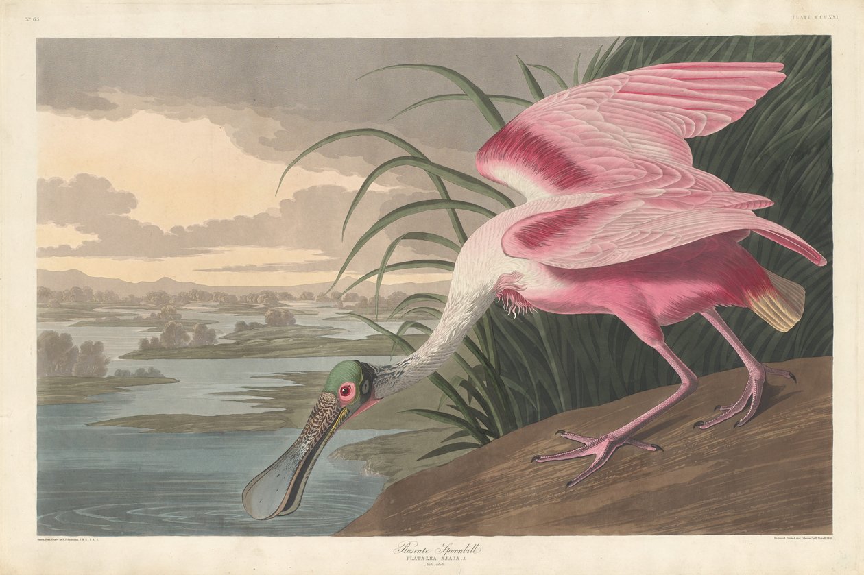 Roseate skednäbb av Robert Havell after John James Audubon