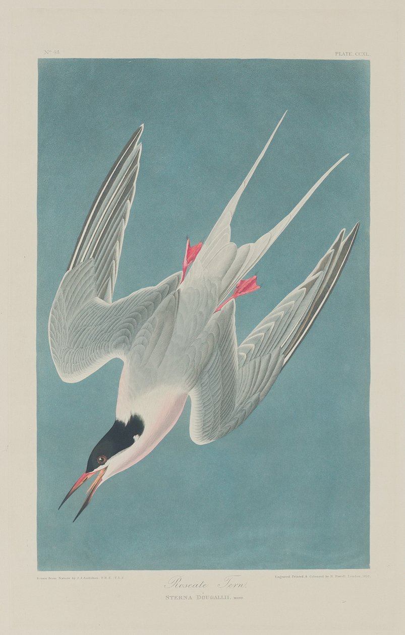 Rosentärna av Robert Havell after John James Audubon